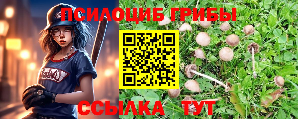 Псилоцибиновые грибы мицелий  сколько стоит  Галлюциногенные грибы Psilocybe  Димитровград  Вход с VPN 